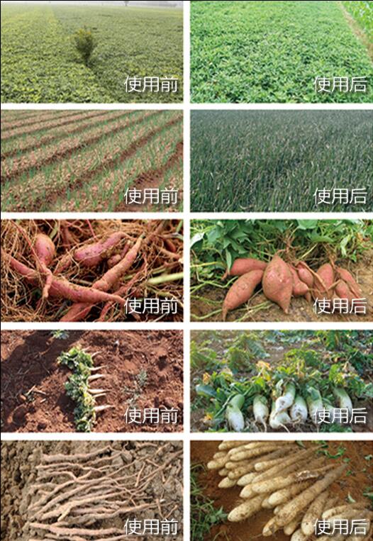 神久龟肥料使用前后效果对比图五